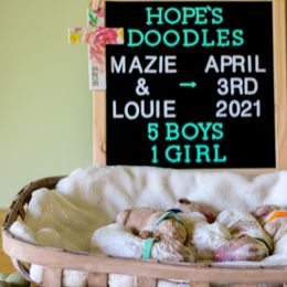 Aussiedoodle, Double Doodle, Goldendoodle, and Poodle Puppies from Hope’s Doodles