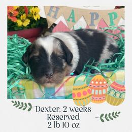 Dexter - Blue merle male Australian Shepherd puppy in Marshall, Virginia from Greywood Farm Aussies