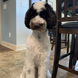Loki - Poodle