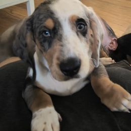 Hank - Dapple male Dachshund puppy in Tustin, California from Costal Cream Doxies