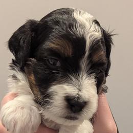 Girl 3 - female Aussiedoodle puppy in New Durham, New Hampshire from Ridgeview Aussiedoodles