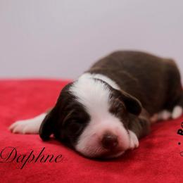 Daphne Bridgerton - Brown and white female Sheepadoodle puppy in Edmond, Oklahoma from Rock N Roll Doodles