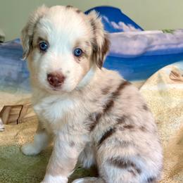Boy 3 - male Miniature Australian Shepherd puppy in Nashville, Tennessee from Little B’s Aussies