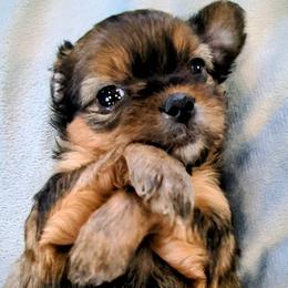 Shih Tzu, Shorkie, Yorkipoo, and Yorkshire Terrier Puppies from Little Rascal Ranch