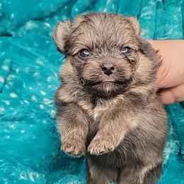Boy 2 - Orange sable male Pomeranian puppy in Tulsa County, Oklahoma from CP Kennels