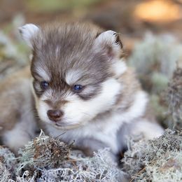 Io - Red and white female Pomsky puppy in Moultonborough, New Hampshire from Foxfire Arctic Spitz