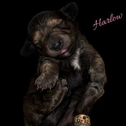 Harlow - Cream female Dachshund puppy in Greenfield, Ohio from Buck Run Creek Dachshunds & Labradors