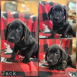 Jack (Orange Collar) - Black male Labrador Retriever puppy in Boyd, Minnesota from Lindley Labradors