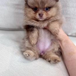 Crumbl - Chocolate merle female Pomeranian puppy in Canandaigua, New York from Fingerlakes Pomeranians