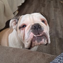 Hearly - Bulldog