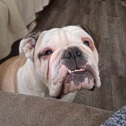 Hearly - Bulldog