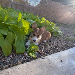 Laci-Female 2 - Sable female Pembroke Welsh Corgi puppy in Cooper, Texas from S7 Corgis and Chaos