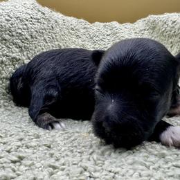 Dotty - Black and tan female Havanese puppy in Hendersonville, North Carolina from Kim's Cove Dog Co.
