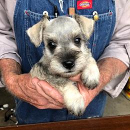 Miniature Schnauzer Puppies from Circle R Ranch