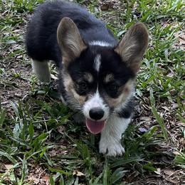 Pembroke Welsh Corgi Puppies from Newlands Insane Danes and Corgis