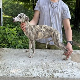 Camry - Fawn brindle female Whippet puppy in Clinton, Tennessee from Ivanhoe Borzoi