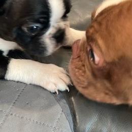 Boy2 - Black brindle and white male Boston Terrier puppy in Holly, Michigan from Mid-Michigan Boston Terriers