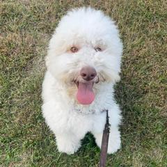 Jetson - Cream Australian Cobberdog puppy in Sarasota, Florida from Labe's Australian Cobberdogs