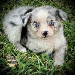 Luigi - Blue merle male Australian Shepherd puppy in El Dorado Springs, Missouri from HP Aussie Kennels