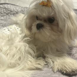 Snowy - Maltese
