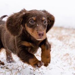 Dachshunds from M- Ranch Kennel