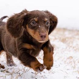 Dachshunds from M- Ranch Kennel