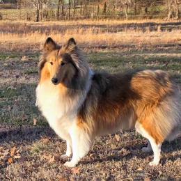 Isadora - Collie