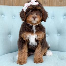 Mary - Girl 2 - Phantom female Bernedoodle puppy in Bellville, Ohio from Bernedoodle Buddies