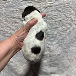 Macintosh - Liver and white male German Wirehaired Pointer puppy in Mora, Minnesota from Reinberg Kennel