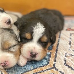 Assorted Doodle Crosses, Australian Shepherds, and Double Doodles from Dry Canyon Pups