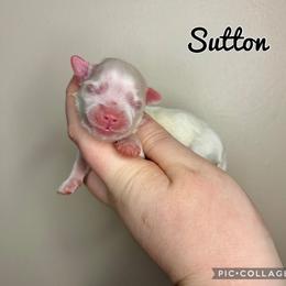 Sutton - White male Maltese puppy in Morehead, Kentucky from Paw Perfect Pets