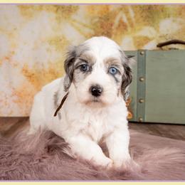 Lady - Merle female Cockapoo puppy in Connersville, Indiana from Deaz Doodle Ranch