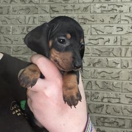 Chloe - Black and tan female Dachshund puppy in Athens, Texas from County Road Puppies