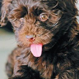 Havanese from Canyon Hills Havanese