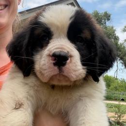 Robin - Brown and white male Saint Bernard puppy in Warrensburg, Missouri from Hirt House Saints