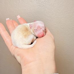 Bonita - Cream female Pomeranian puppy in Phoenix, Arizona from Luxpomz