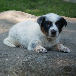 Tiger - Blue speckled male Australian Cattle Dog puppy in Buffalo Valley, Tennessee from Buffalo Valley Breeders