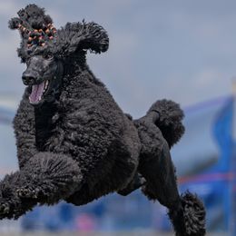 Poodles from Artemisa Standard Poodles