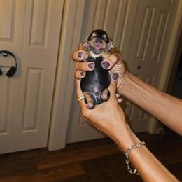 Boy 3 - Black and gold male Yorkshire Terrier puppy in Ohio from Brittany’s Yorkshire Terriers