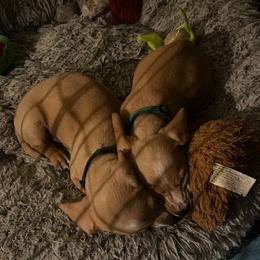 Boy 5 - Cream male Dachshund puppy in Saint Jo, Texas from Reeves Dashing-Hounds
