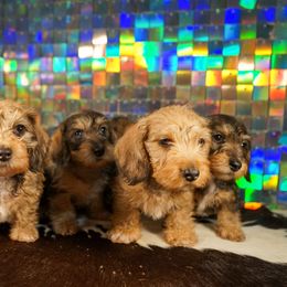 American Corgi, Dachshund, and Pembroke Welsh Corgi Puppies from Shining A Lowriders & Co.