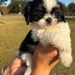 Panda - Black and white female Shih Tzu puppy in Hialeah, Florida from South East Coast Angels Shih Tzus