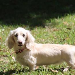 Laguna - Dachshund