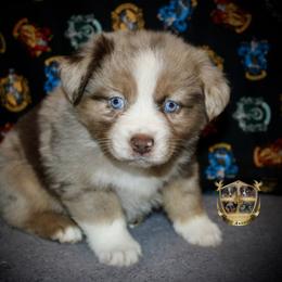 Sparkle - Red merle female Australian Shepherd puppy in El Dorado Springs, Missouri from HP Aussie Kennels