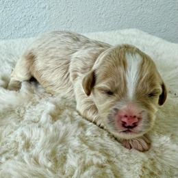 Biscuit - Apricot male Goldendoodle puppy in Concord, California from Golden State Good Dogs
