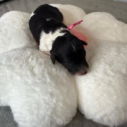 Girl 2 - Parti female Poodle puppy in Longview, Washington from Evergreen Miniature Poodles