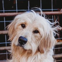Juni - Goldendoodle