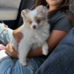 Cruz - Chocolate merle male Pomeranian puppy in Menifee, California from Petite Poms Of CA