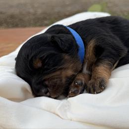 Nutmeg - Black tri male Miniature American Shepherd puppy in Minden, Louisiana from Ironwood Creek