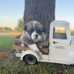 Latte - Red female Pembroke Welsh Corgi puppy in Rose, Nebraska from Clearsky Corgis
